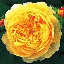 Rosales David Austin Excellence Arbustivos