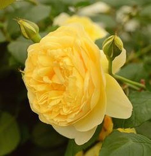 Rosales David Austin Excellence Arbustivos