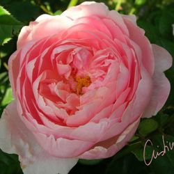 Rosales David Austin Excellence Arbustivos