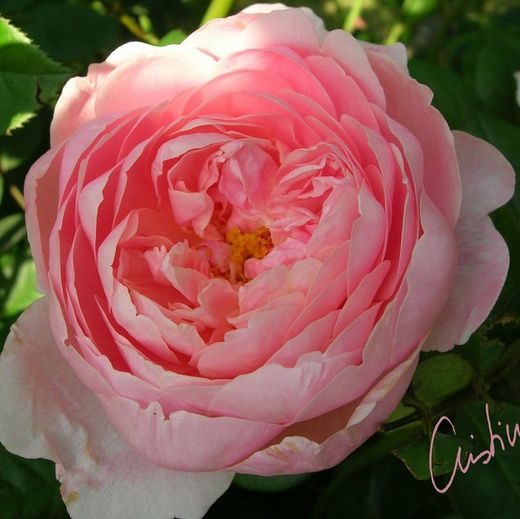 Rosales David Austin Excellence Arbustivos