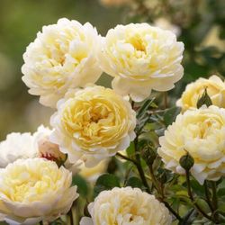 Rosales David Austin Excellence Arbustivos