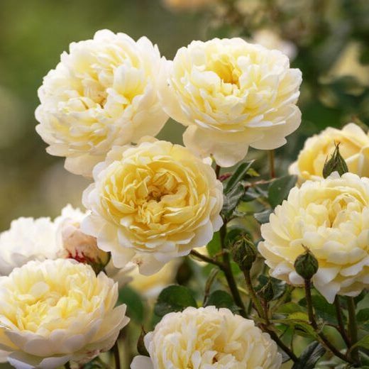 Rosales David Austin Excellence Arbustivos
