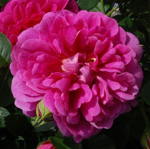 Rosales David Austin Excellence Arbustivos