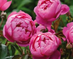 Rosales David Austin Excellence Arbustivos