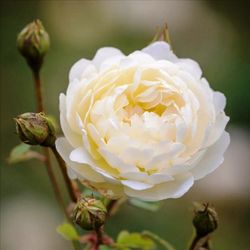 Rosales David Austin Excellence Arbustivos