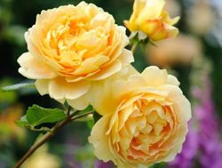 Rosales David Austin Excellence Arbustivos