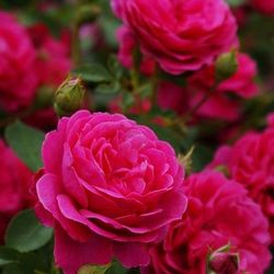 Rosales David Austin Excellence Arbustivos