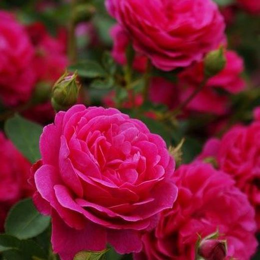 Rosales David Austin Excellence Arbustivos