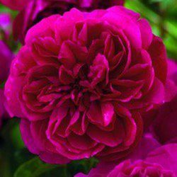 Rosales David Austin Excellence Arbustivos