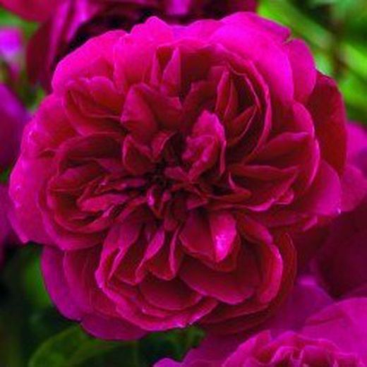 Rosales David Austin Excellence Arbustivos