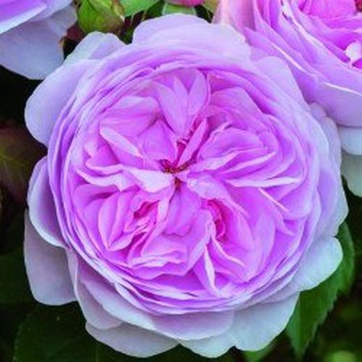 Rosales David Austin Excellence Arbustivos