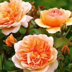 Rosales David Austin Excellence Arbustivos