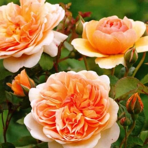 Rosales David Austin Excellence Arbustivos