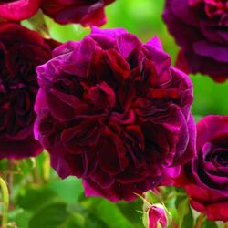 Rosales David Austin Excellence Arbustivos