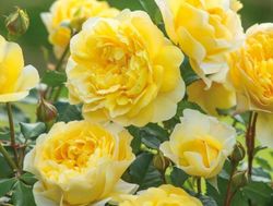 Rosales David Austin Excellence Arbustivos