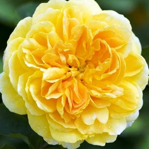 Rosales David Austin Excellence Arbustivos