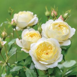 Rosales David Austin Excellence Arbustivos