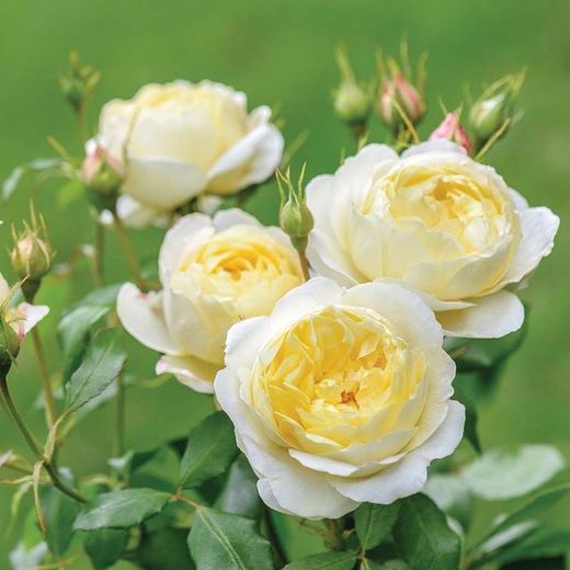 Rosales David Austin Excellence Arbustivos