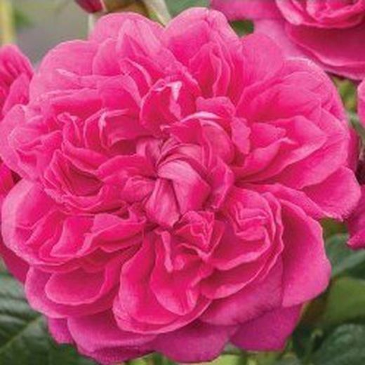 Rosales David Austin Excellence Arbustivos