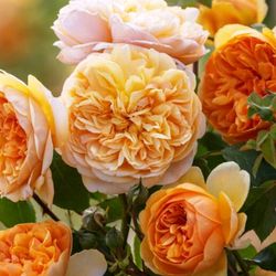 Rosales David Austin Excellence Arbustivos