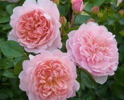 Rosales David Austin Excellence Arbustivos