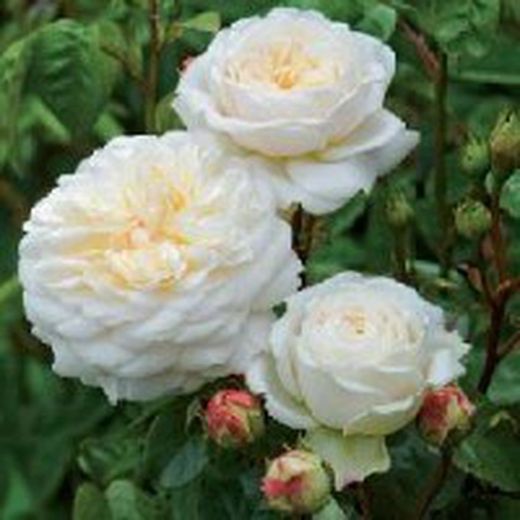 Rosales David Austin Excellence Arbustivos