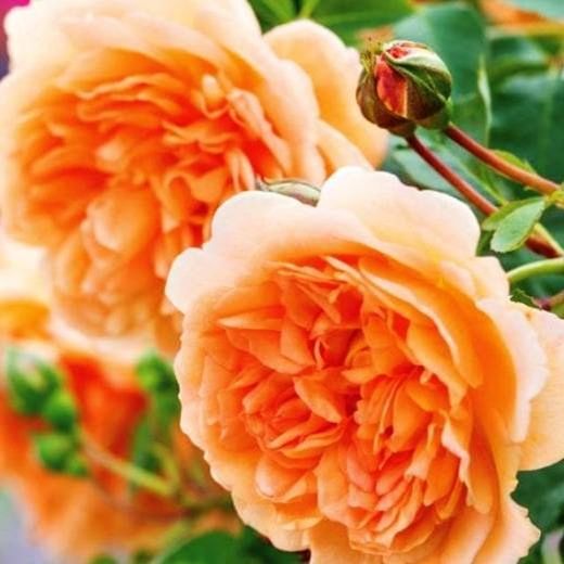 Rosales David Austin Excellence Arbustivos