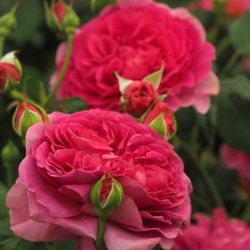 Rosales David Austin Excellence Arbustivos