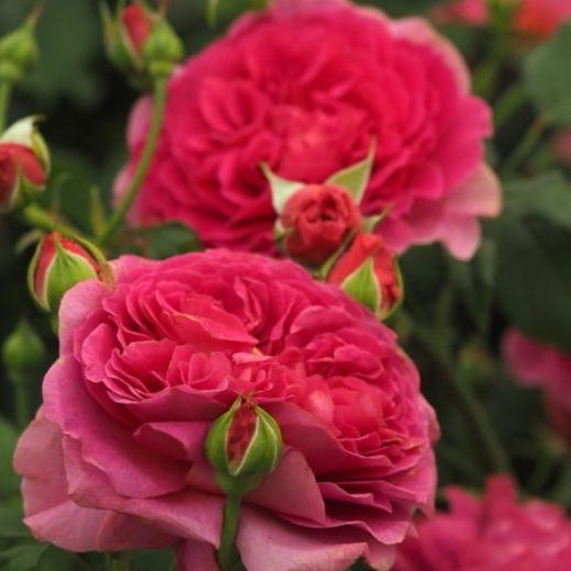 Rosales David Austin Excellence Arbustivos