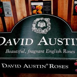 Rosales David Austin Excellence Arbustivos
