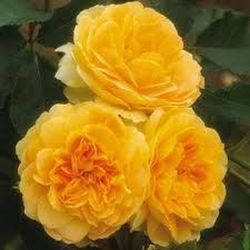 Rosales David Austin Excellence Arbustivos
