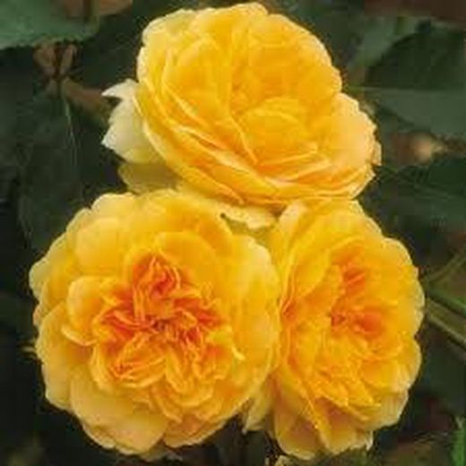 Rosales David Austin Excellence Arbustivos