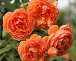 Rosales David Austin Excellence Arbustivos