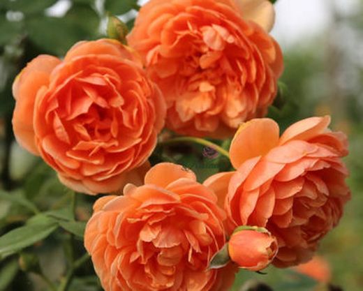 Rosales David Austin Excellence Arbustivos