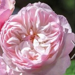 Rosales David Austin Excellence Arbustivos
