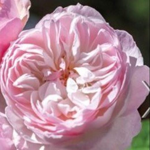 Rosales David Austin Excellence Arbustivos