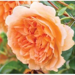 Rosales David Austin Excellence Arbustivos