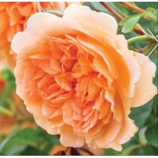 Rosales David Austin Excellence Arbustivos