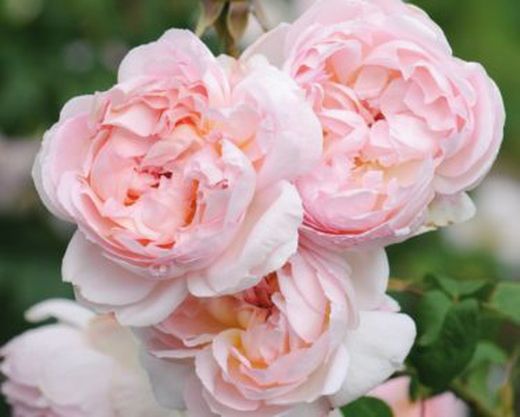 Rosales David Austin Excellence Arbustivos