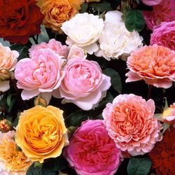 Rosales David Austin Excellence Arbustivos