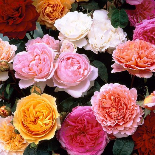 Rosales David Austin Excellence Arbustius