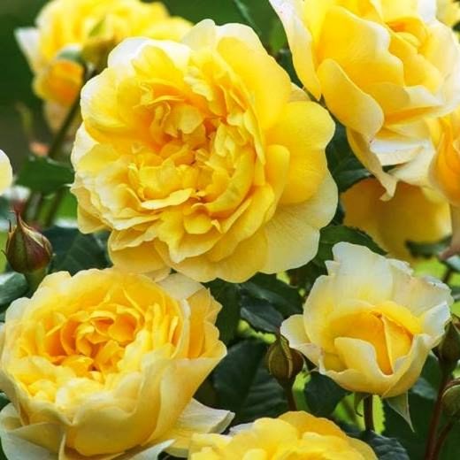 Rosales David Austin Excellence Arbustivos