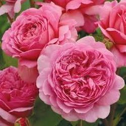 Rosales David Austin Excellence Arbustivos