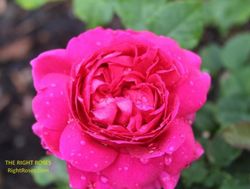 Rosales David Austin Excellence Arbustivos
