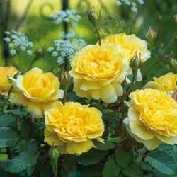 Rosales David Austin Excellence Arbustivos