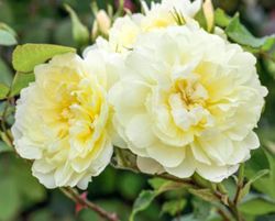 Rosales David Austin Excellence Arbustivos
