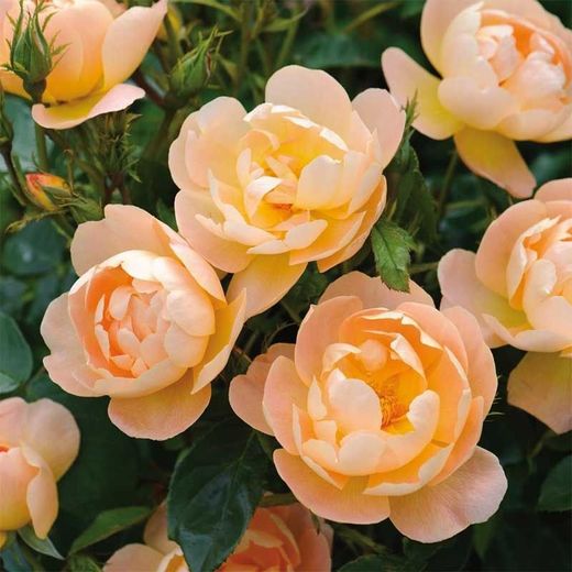 Rosales David Austin Excellence Arbustivos