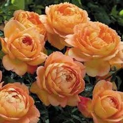 Rosales David Austin Excellence Arbustivos