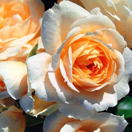 Rosales David Austin Excellence Arbustivos