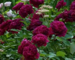 Rosales David Austin Excellence Arbustivos